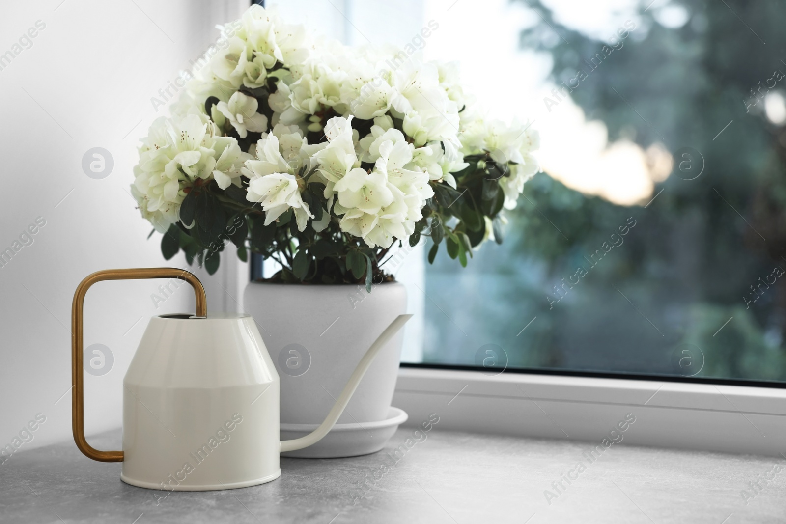 Photo of Beautiful azalea flowers in pot and watering can on windowsill indoors. Space for text