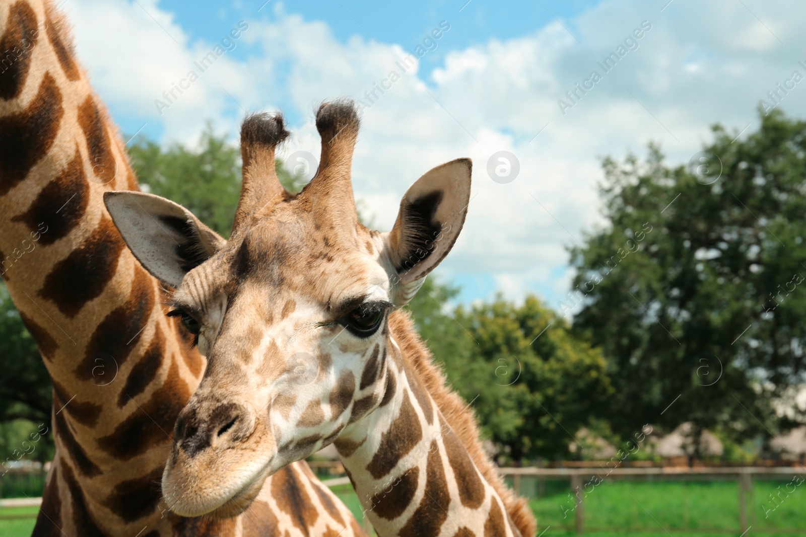 Photo of Beautiful spotted African giraffes in safari park