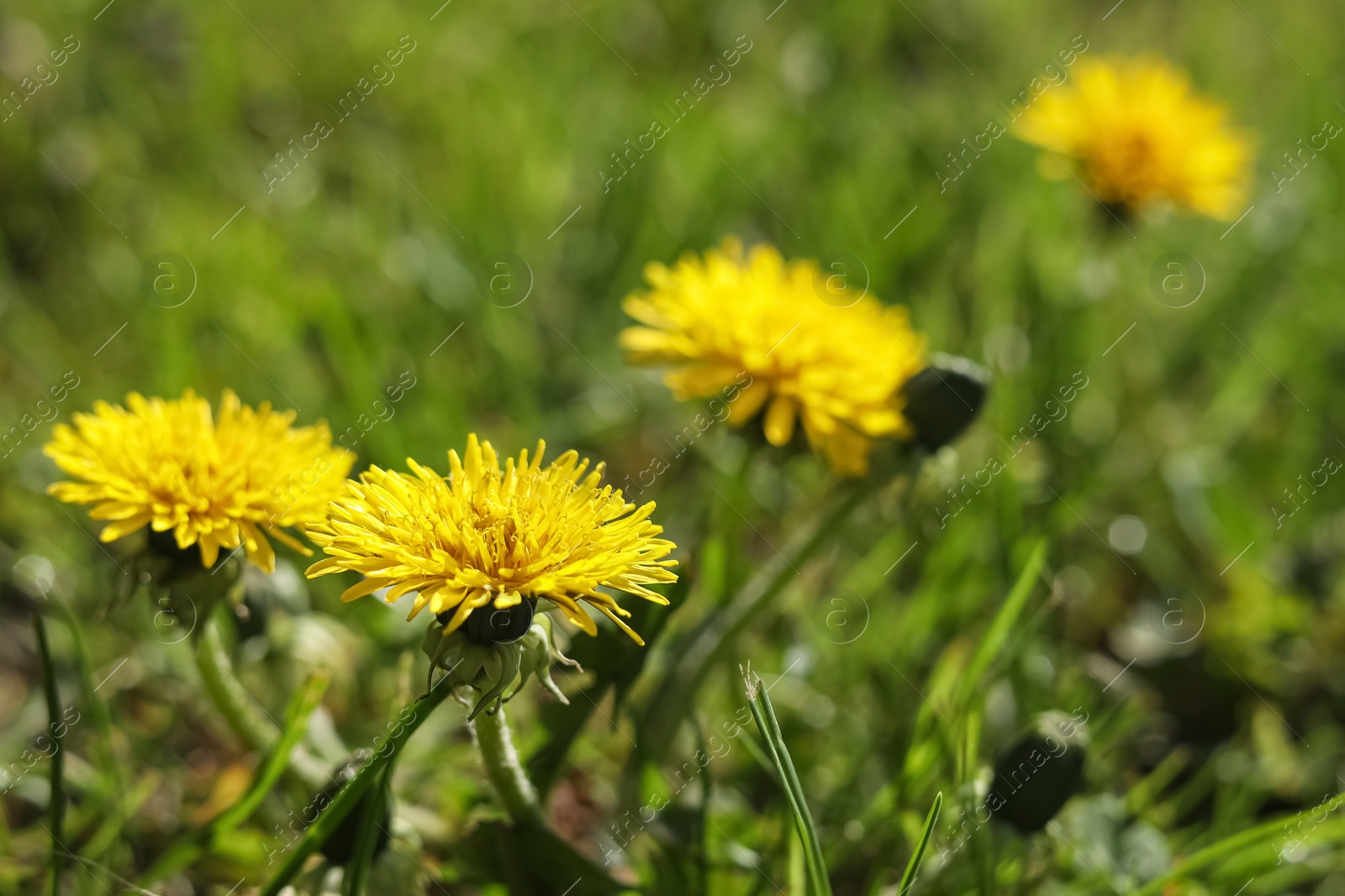 Photo of Beautiful yellow dandelions on sunny day, closeup