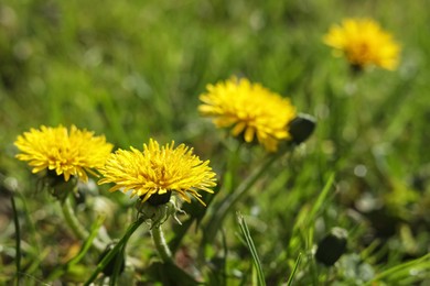 Photo of Beautiful yellow dandelions on sunny day, closeup