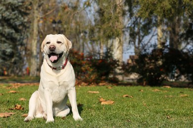 Yellow Labrador sitting on green grass in park