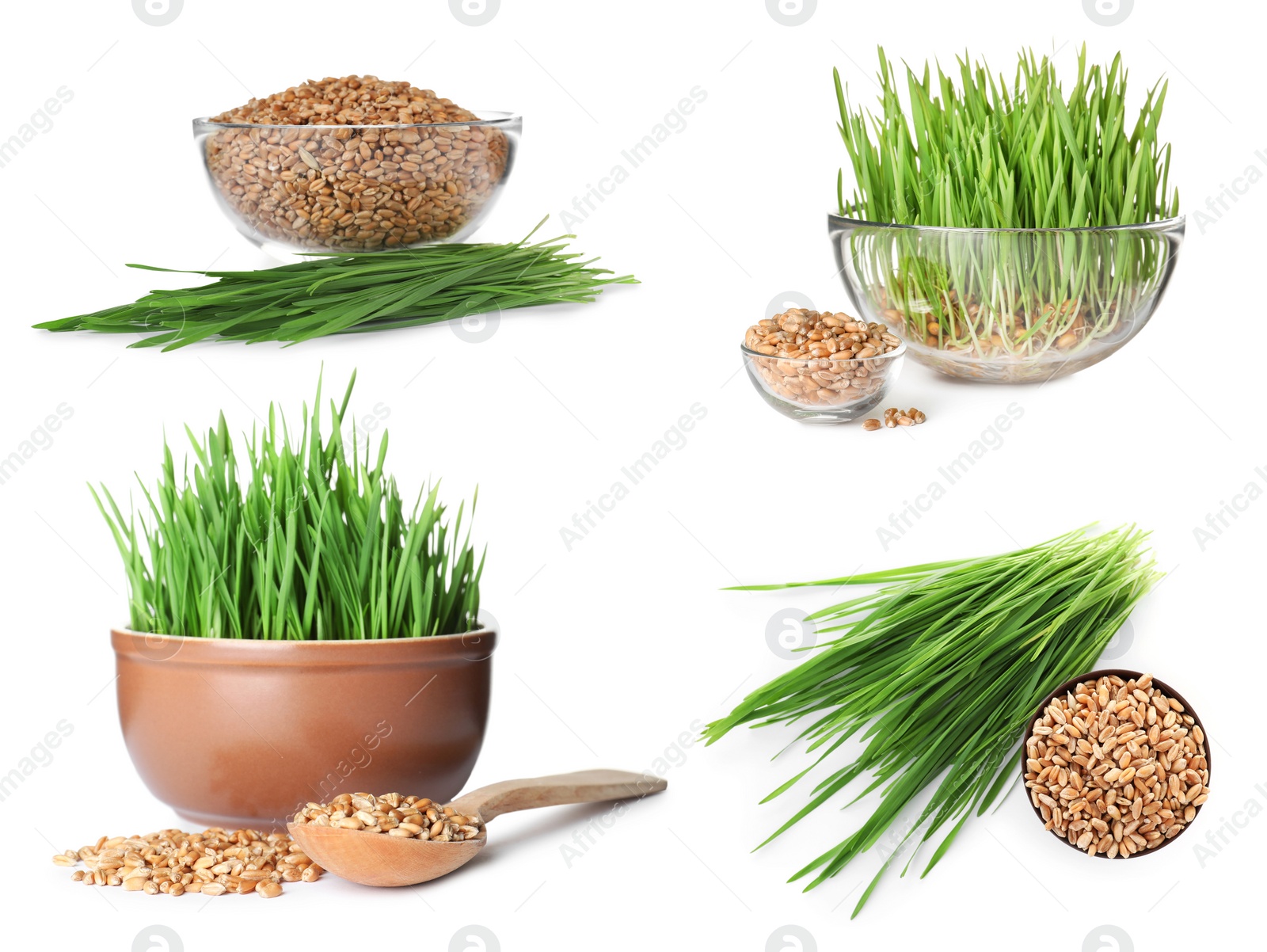 Image of Set with fresh wheat grass on white background