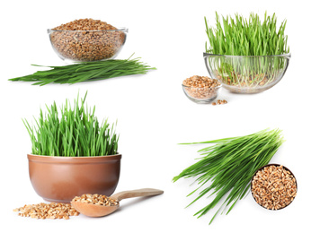 Image of Set with fresh wheat grass on white background