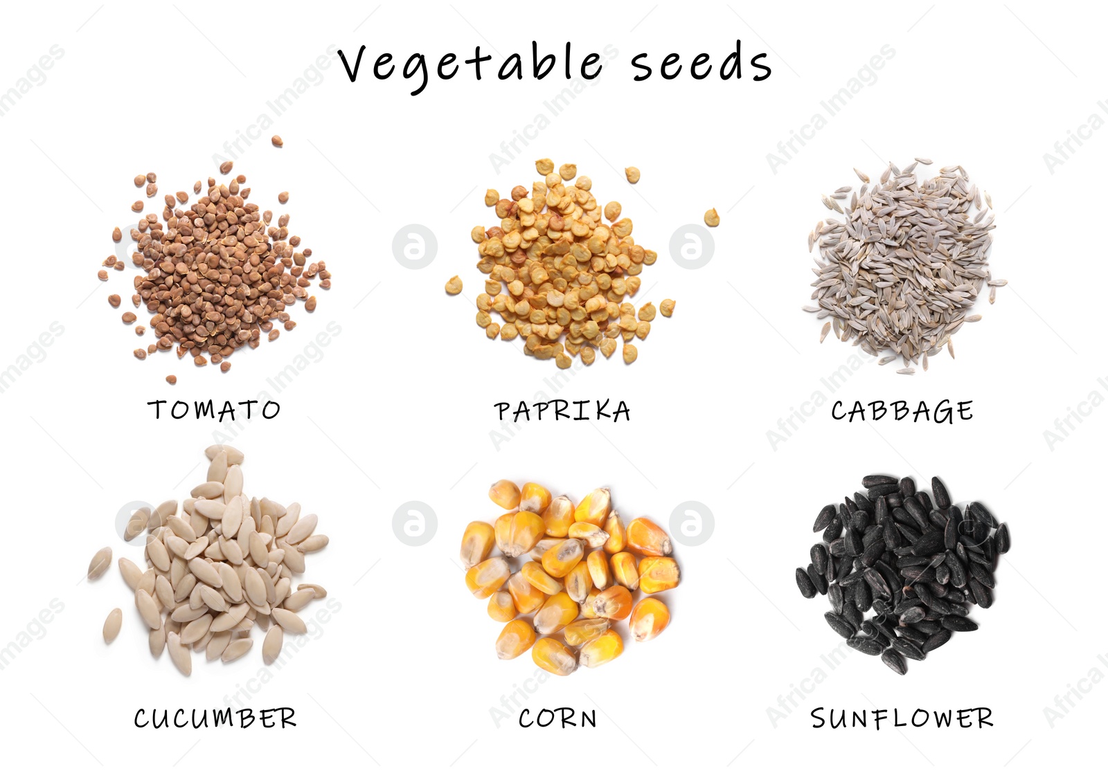 Image of Set of vegetable seeds and its names on white background, top view. Tomato, paprika, cabbage, cucumber, corn and sunflower