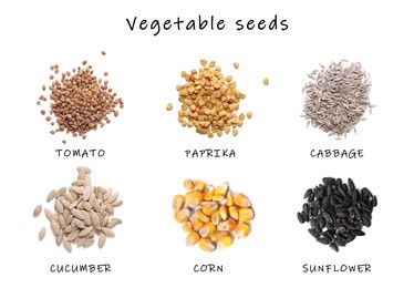 Image of Setvegetable seeds and its names on white background, top view. Tomato, paprika, cabbage, cucumber, corn and sunflower