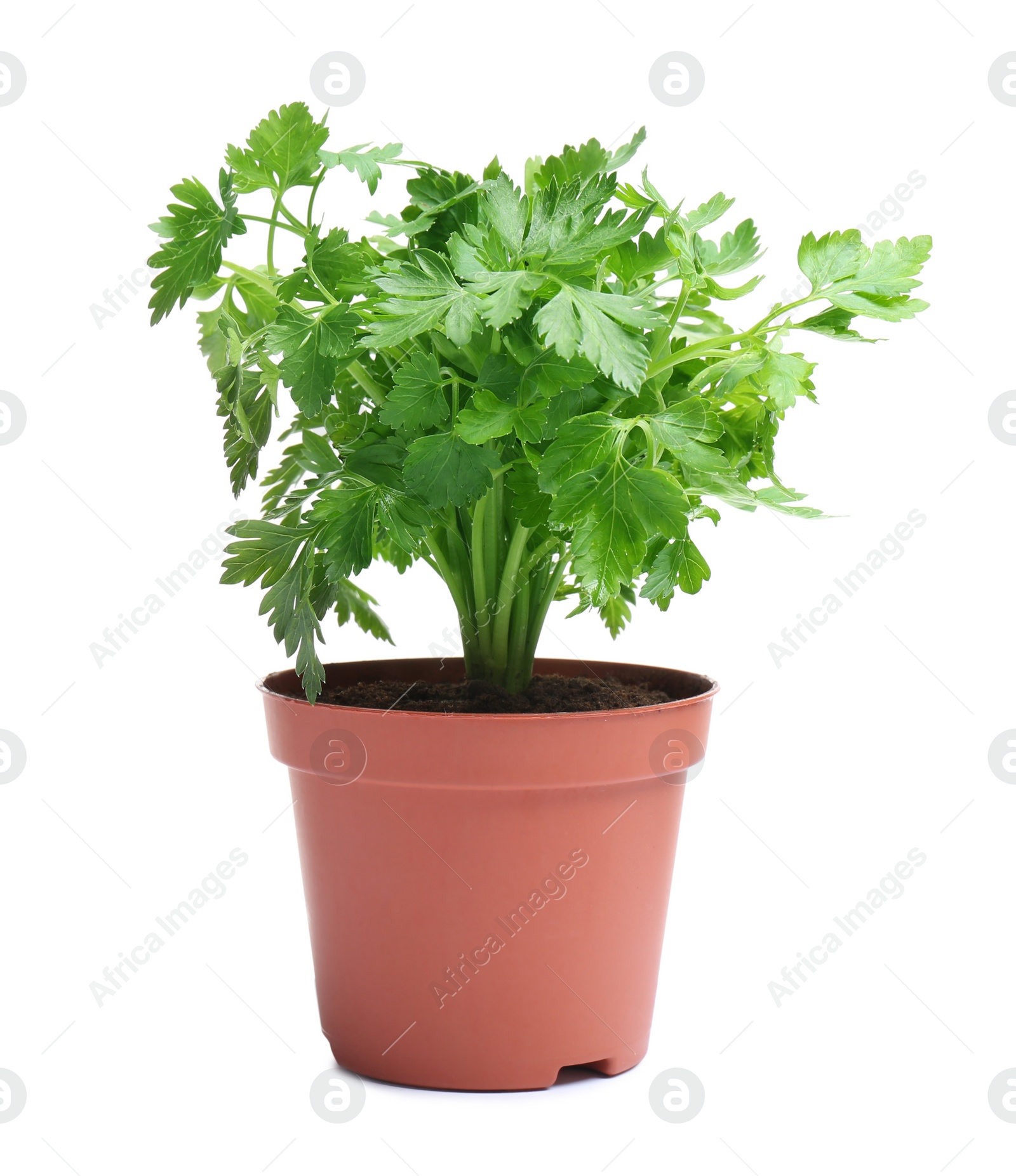 Photo of Fresh green organic parsley in pot on white background