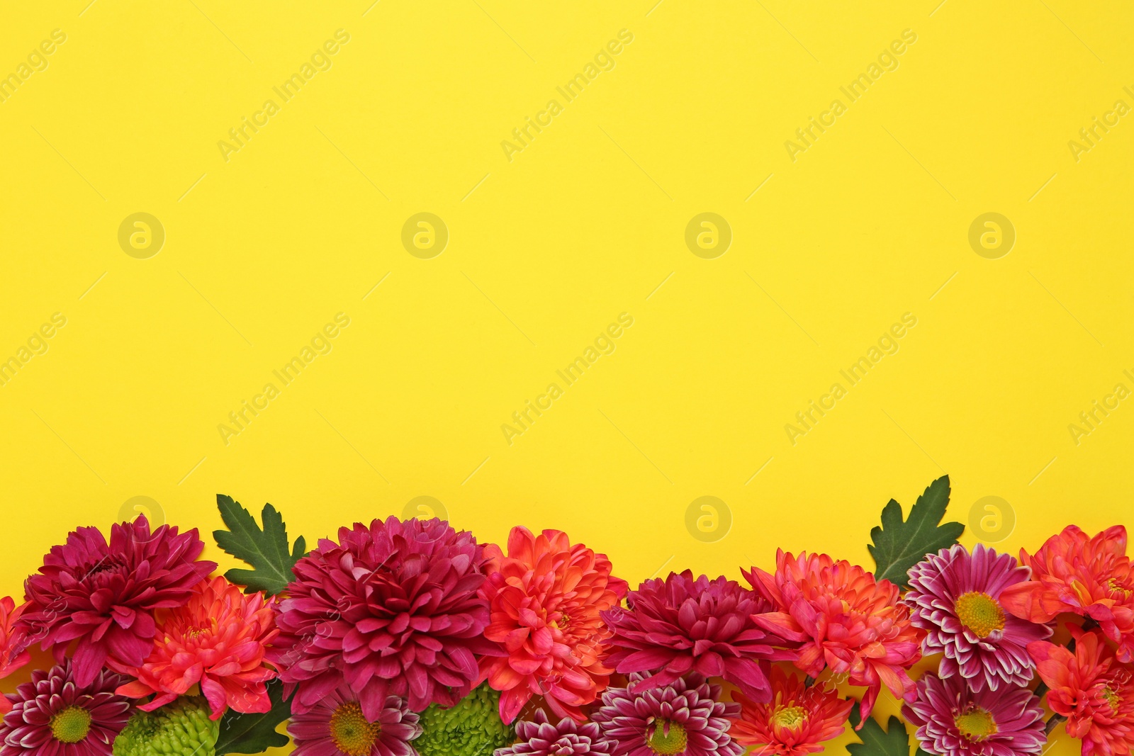 Photo of Beautiful chrysanthemums with leaves on yellow background, flat lay. Space for text
