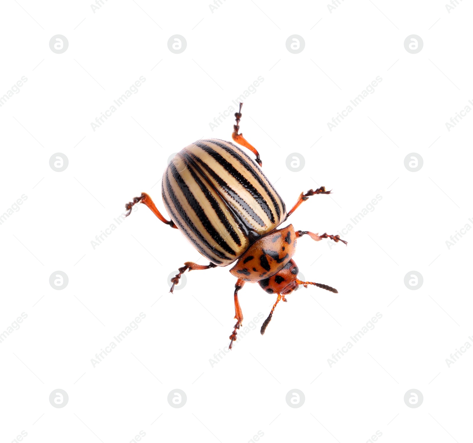 Photo of One colorado potato beetle isolated on white