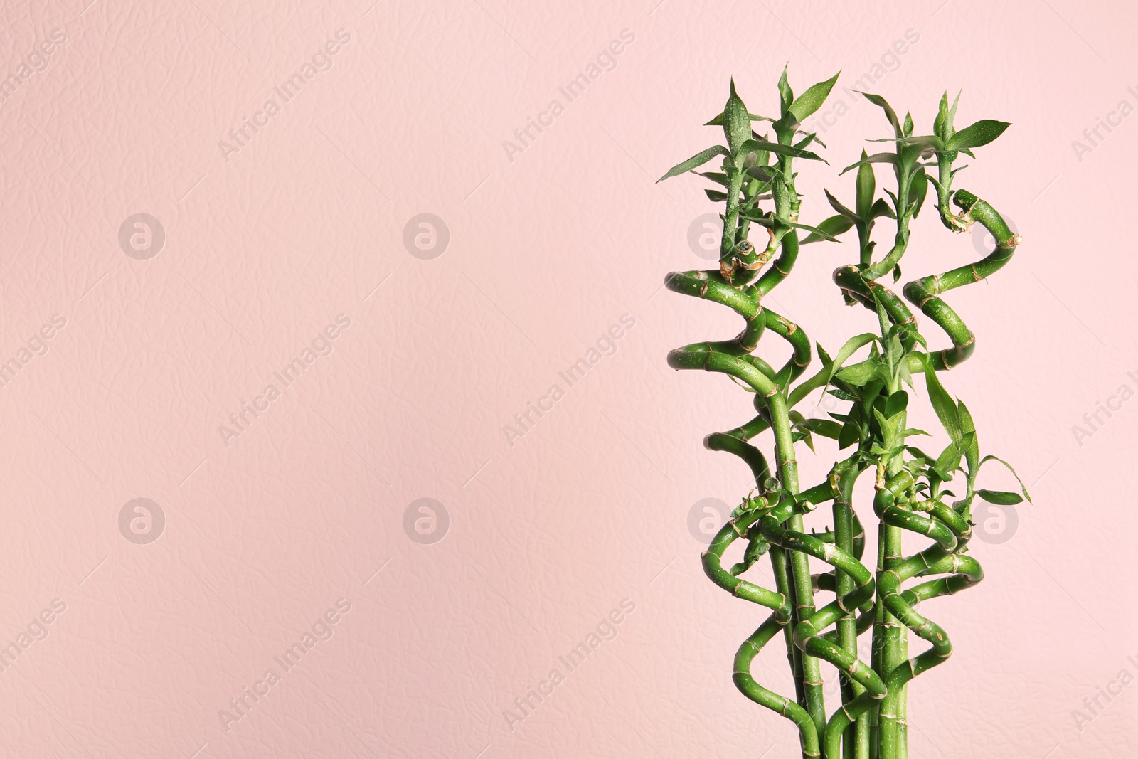 Photo of Green bamboo plant with leaves on color background. Space for text