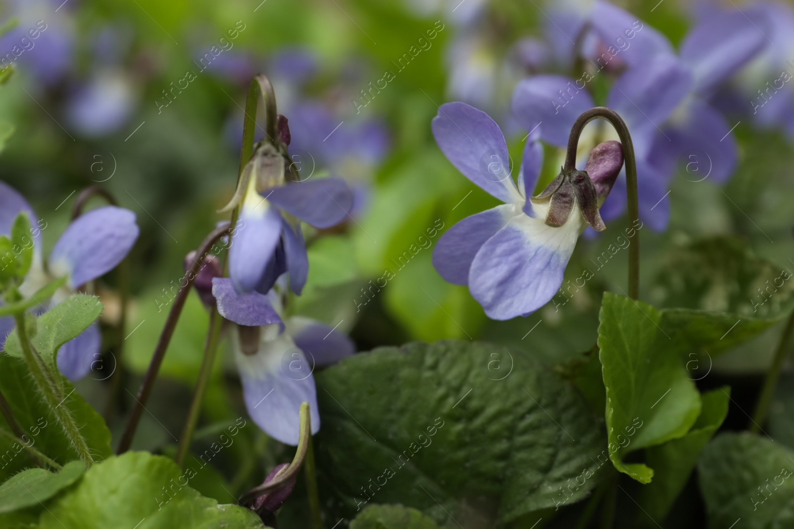 Photo of Beautiful wild violets blooming in forest. Spring flowers