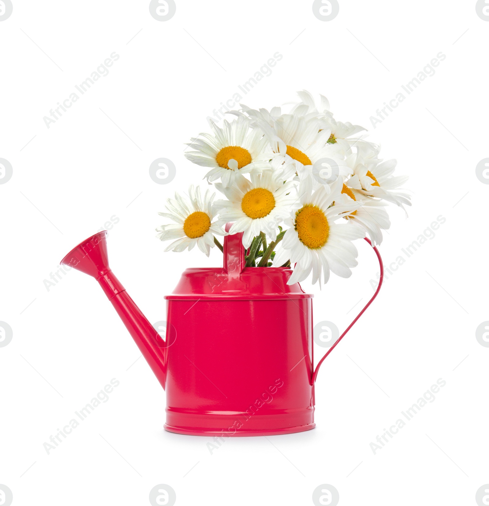 Photo of Watering can with beautiful chamomile flowers on white background