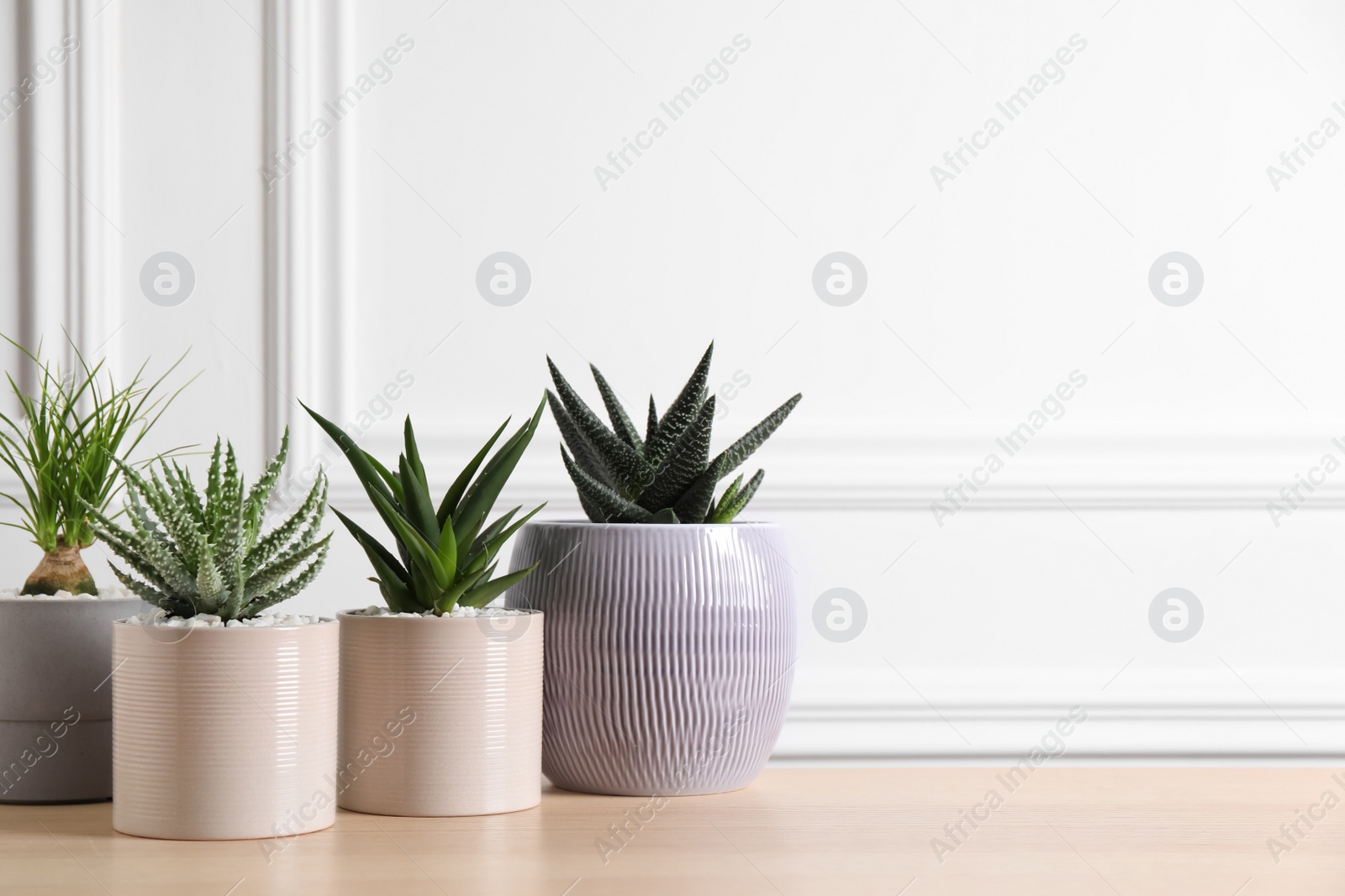 Photo of Beautiful Haworthia, Aloe and Nolina in pots on wooden table, space for text. Different house plants