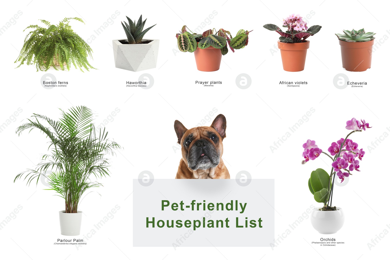 Image of List of pet-friendly houseplants on white background