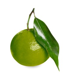 Green tangerine isolated on white. Citrus fruit