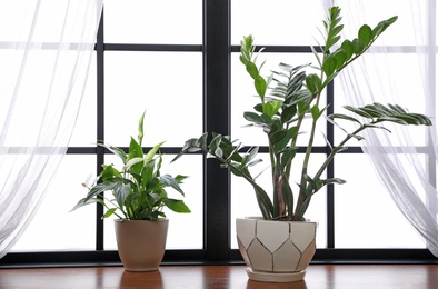 Different green potted plants on window sill at home