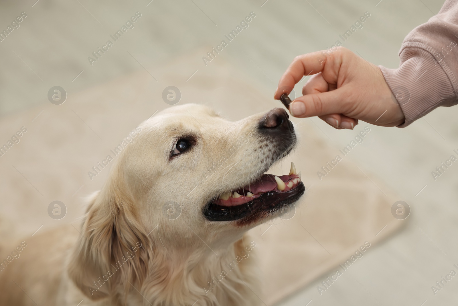 Photo of Woman giving bone shaped pill to cute dog indoors, closeup. Vitamins for animal