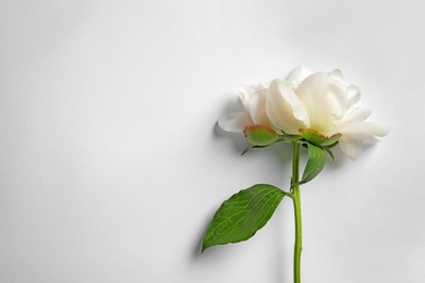 Photo of Beautiful blooming peony flower on white background, top view