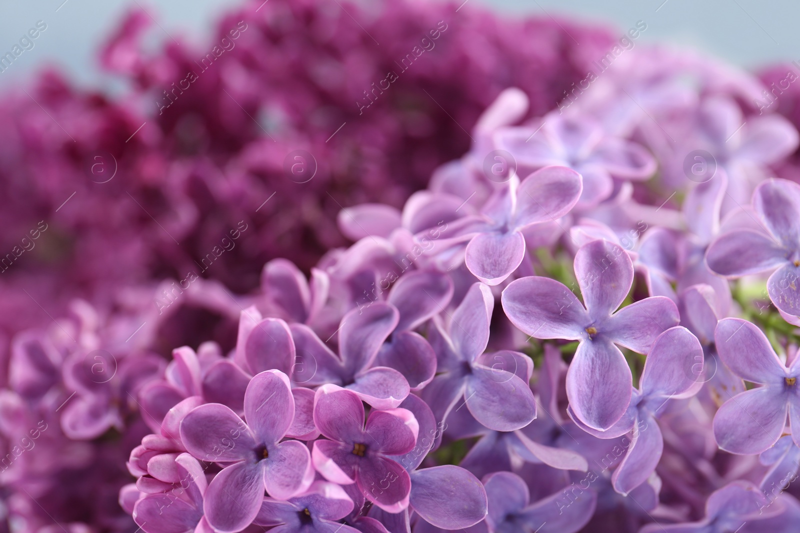 Photo of Beautiful blooming lilac flowers on blurred background, closeup