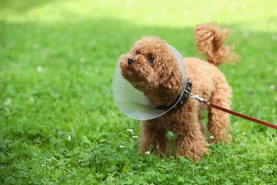 Photo of Cute Maltipoo dog with Elizabethan collar on green grass outdoors, space for text