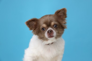 Photo of Cute Chihuahua in dog collar on light blue background