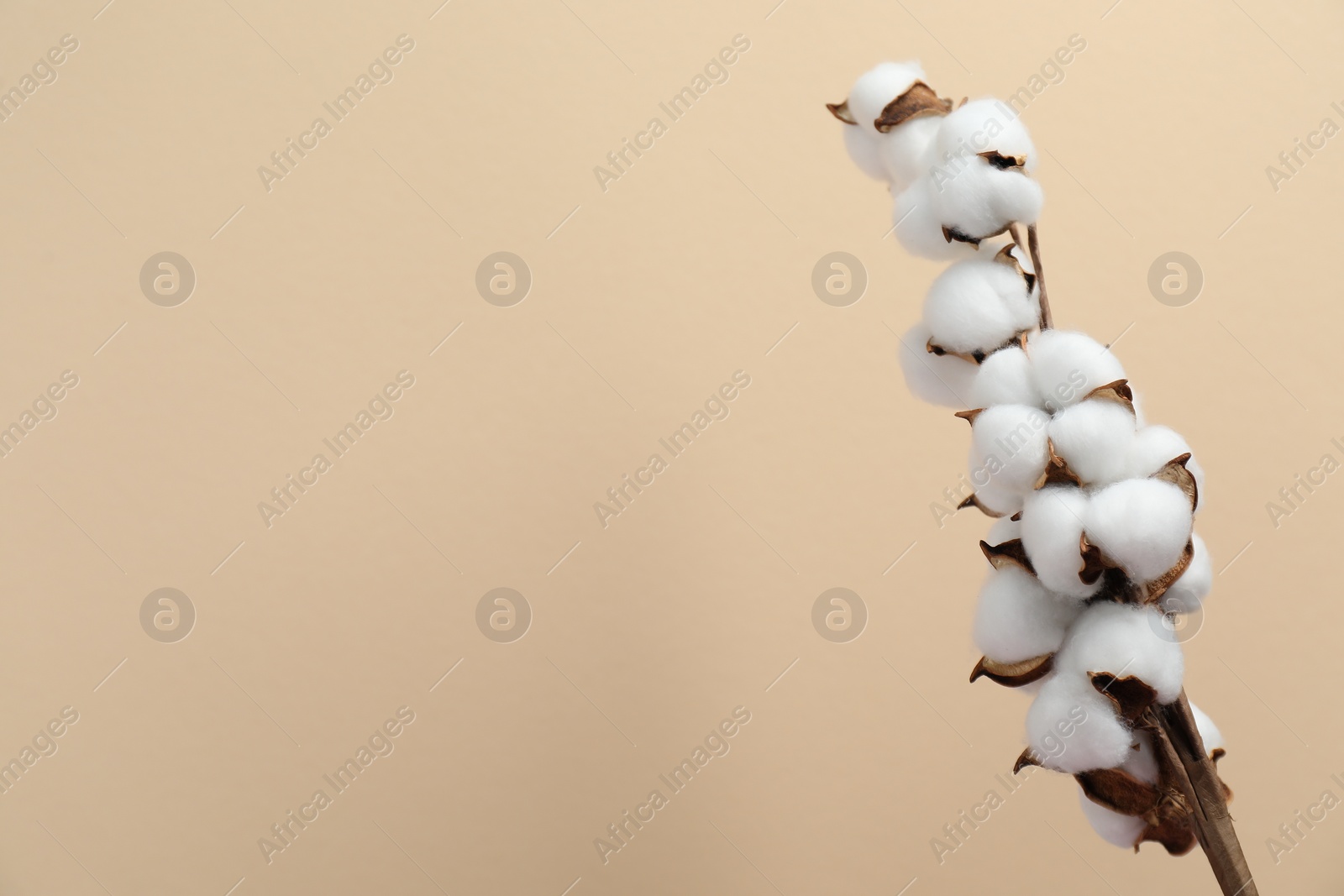 Photo of Beautiful cotton branch with fluffy flowers on beige background, space for text