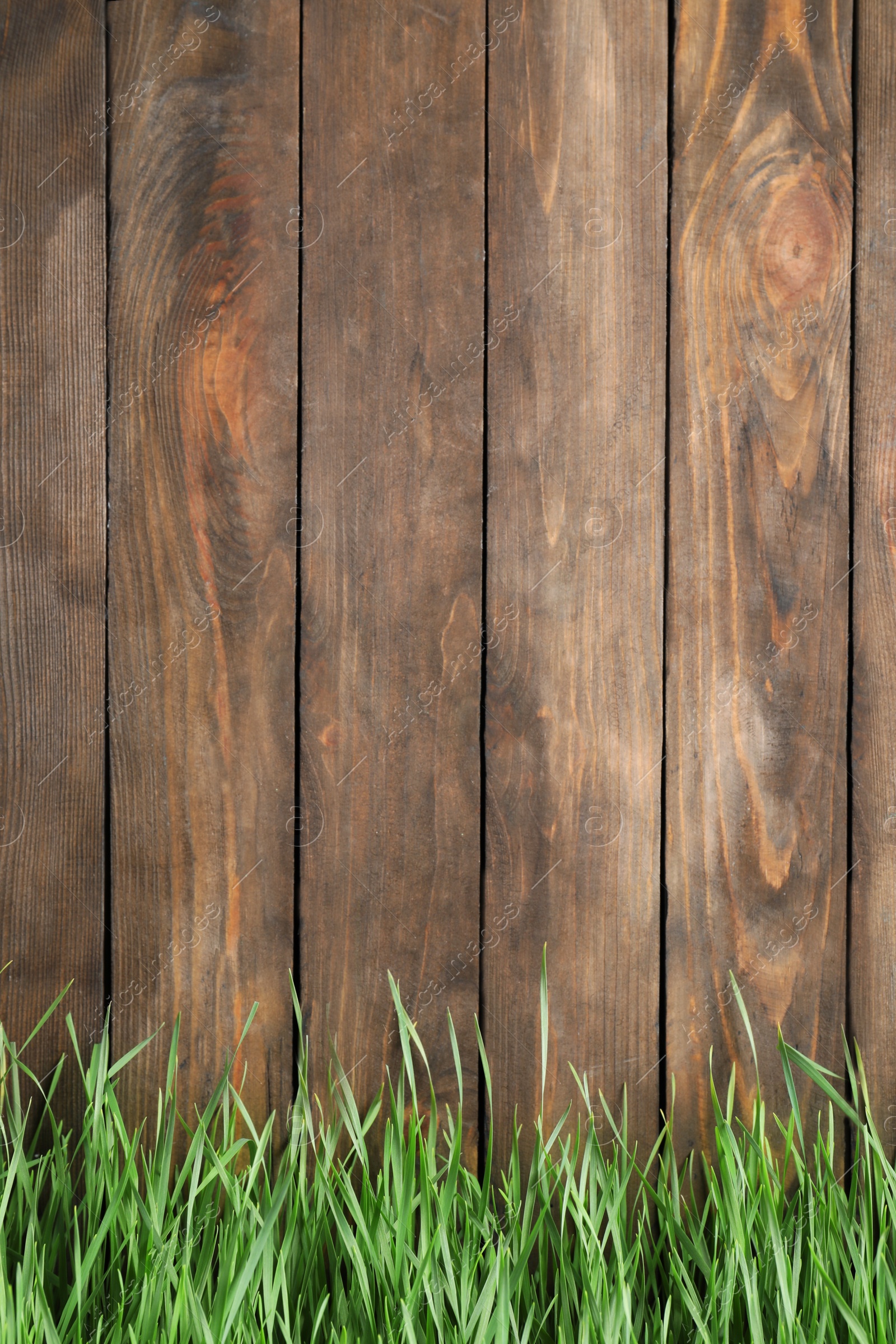 Photo of Fresh green grass near wooden fence. Space for text