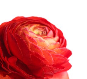 Photo of Beautiful fresh ranunculus flower isolated on white