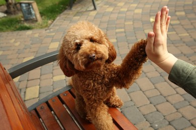 Photo of Cute Maltipoo dog giving high five to woman outdoors, closeup