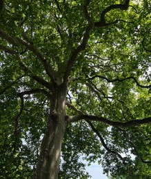 Photo of Beautiful tall tree with green leaves near canal, low angle view