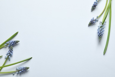 Photo of Flat lay composition with beautiful spring muscari flowers on light background, space for text