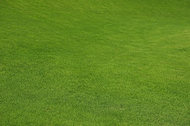 Photo of Fresh green grass as background, closeup view