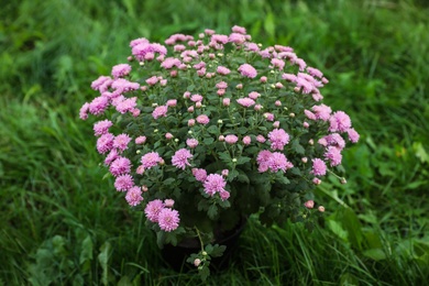 Photo of Beautiful blooming Chrysanthemum bush outdoors. Autumn flowers
