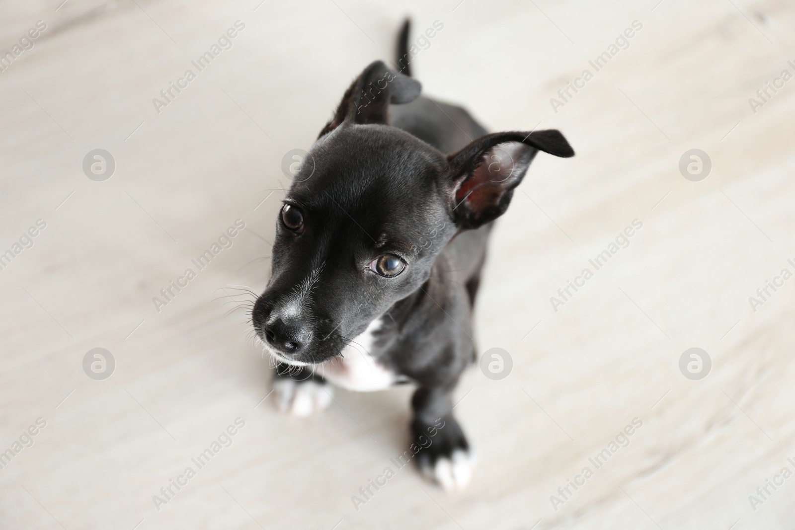 Photo of Cute little puppy indoors, above view. Baby animal