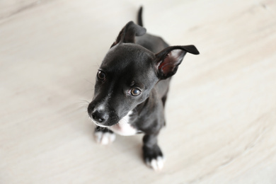 Photo of Cute little puppy indoors, above view. Baby animal