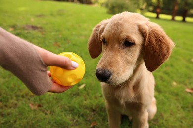 Photo of Woman playing with adorable Labrador Retriever puppy on green grass in park, closeup