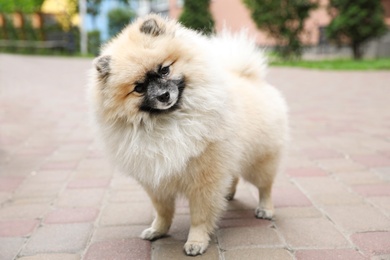 Photo of Adorable Pomeranian spitz dog on sidewalk outdoors