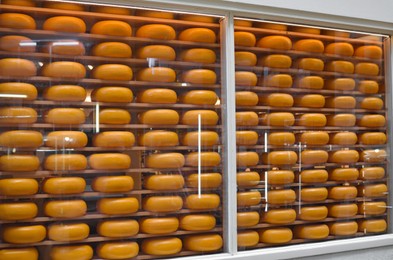 Photo of Fresh cheese heads on rack in store