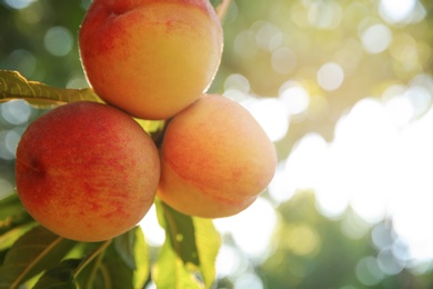 Photo of Ripe peaches on tree branch in garden, closeup. Space for text