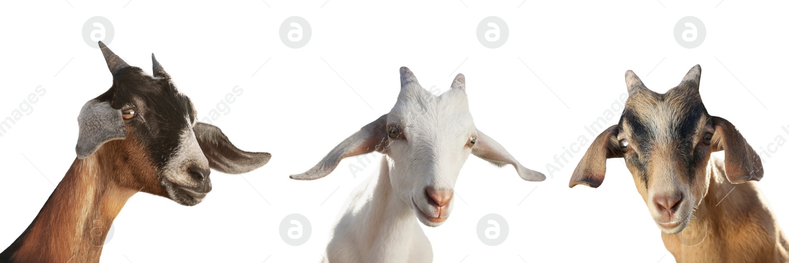 Image of Cute goats isolated on white. Farm animal