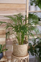 Photo of Beautiful potted plants in room. Interior design