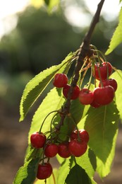 Photo of Cherry tree with green leaves and ripe berries growing outdoors, closeup