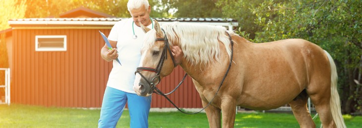 Image of Senior veterinarian with clipboard near palomino horse outdoors. Banner design