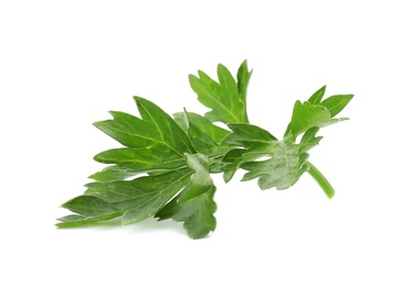 Photo of Fresh green parsley on white background