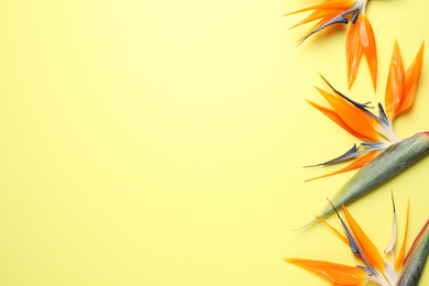 Flat lay composition with Bird of Paradise tropical flowers on yellow background, space for text