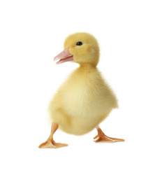 Photo of Cute fluffy gosling on white background. Farm animal