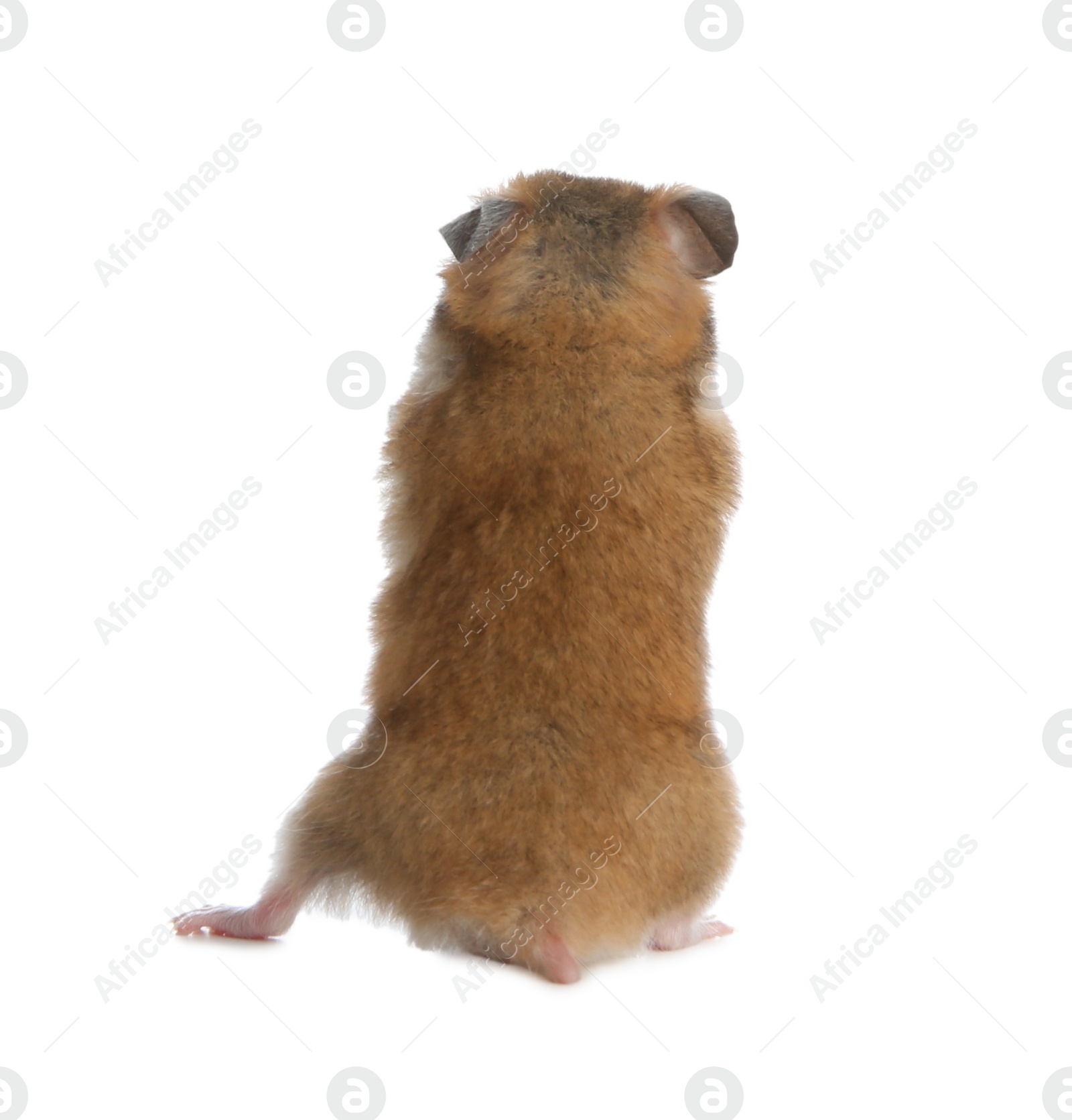 Photo of Adorable Syrian hamster on white background, back view. Small pet