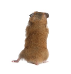 Adorable Syrian hamster on white background, back view. Small pet