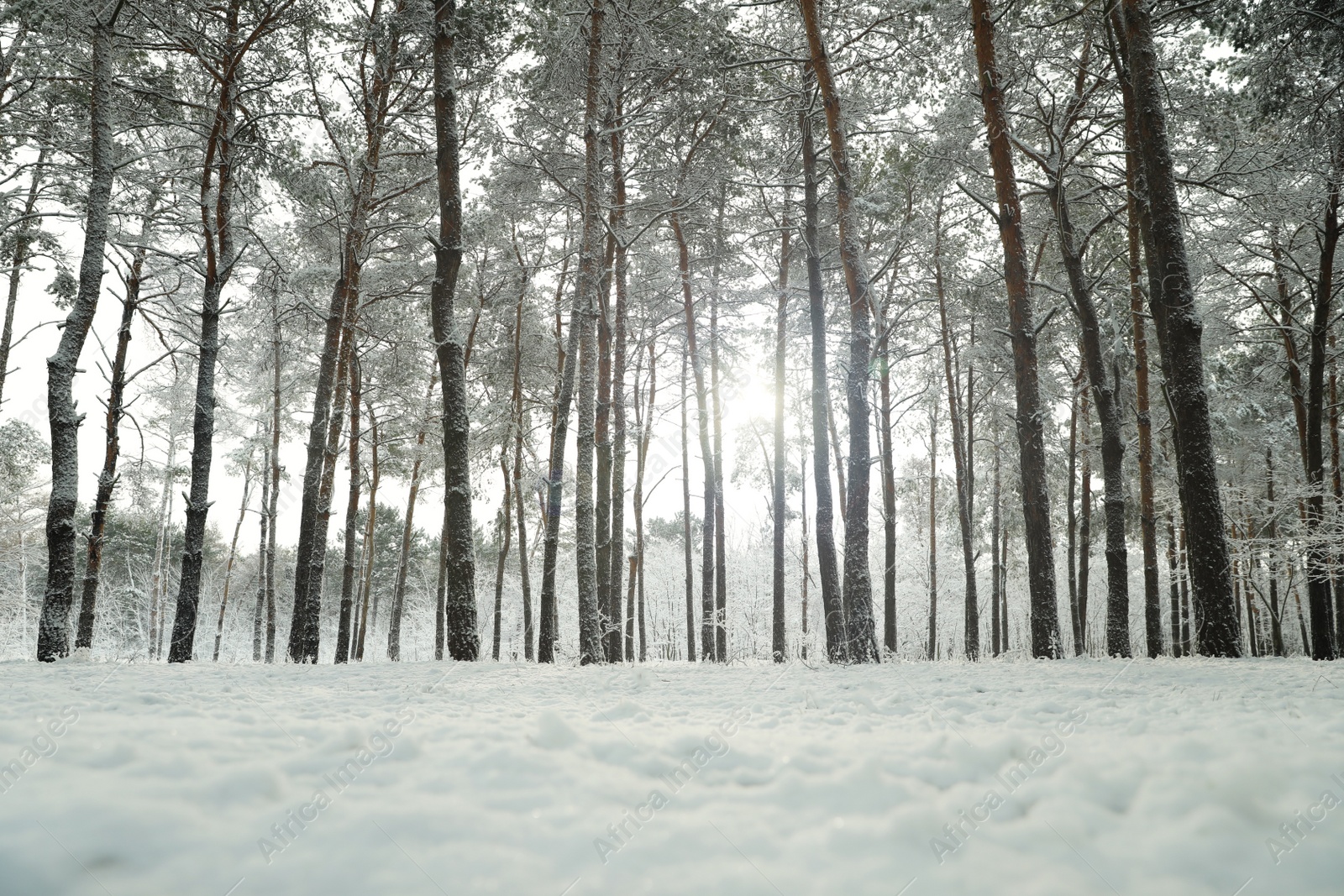 Photo of Beautiful view of snowy forest on winter day