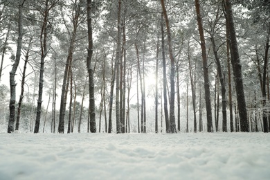 Photo of Beautiful view of snowy forest on winter day