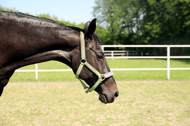 Photo of Dark bay horse in paddock on sunny day. Beautiful pet